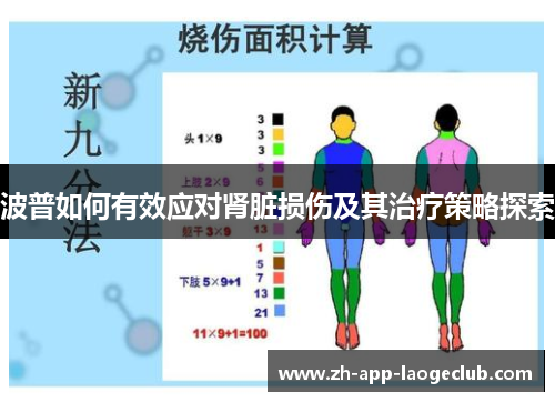 波普如何有效应对肾脏损伤及其治疗策略探索